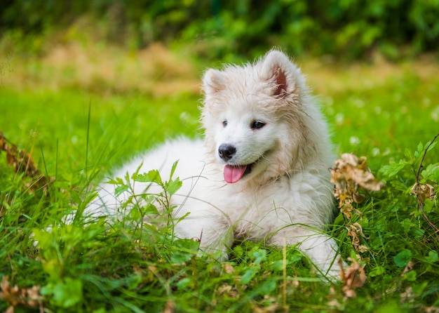 Gracioso cachorro Samoyedo en el jardín sobre la hierba verde