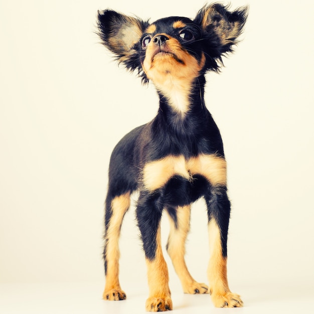 Gracioso cachorro de terrier de juguete ruso sobre un fondo blanco. tonificado