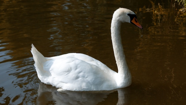 Gracioso cisne branco com bico vermelho flutuando na água