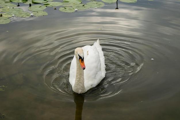 Gracioso cisne branco parado em águas rasas na primavera Cygnus Olor Canada ganso nadando ao fundo