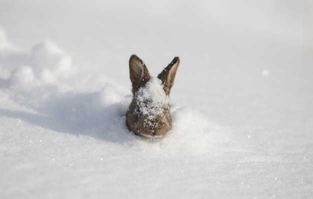 gracioso conejito esponjoso en la nieve