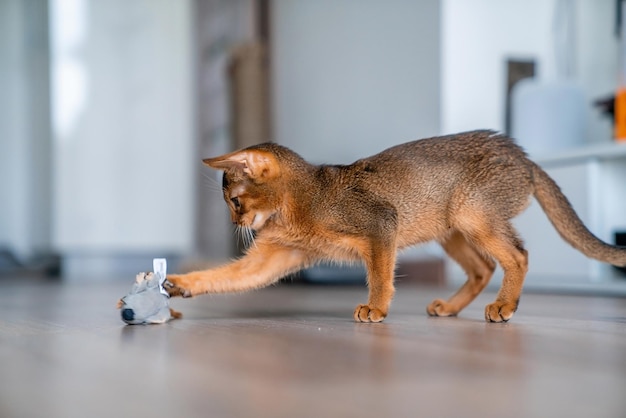 Gracioso gatito abisinio jugando en el suelo de la sala de estar.