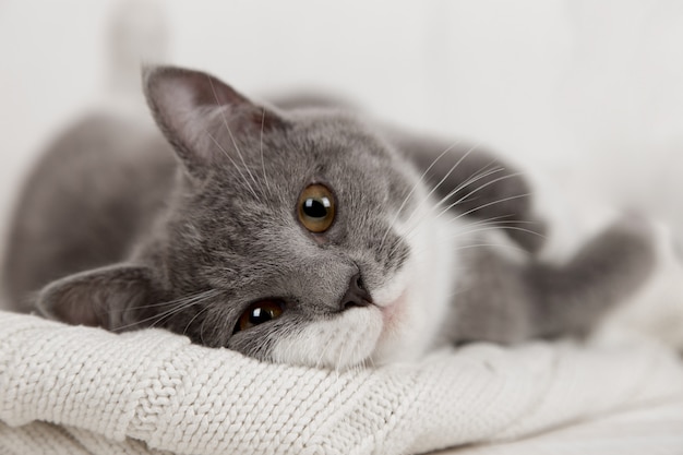 Gracioso gatito gris sobre una tela escocesa de punto blanco. Muy bien se juega y descansa.