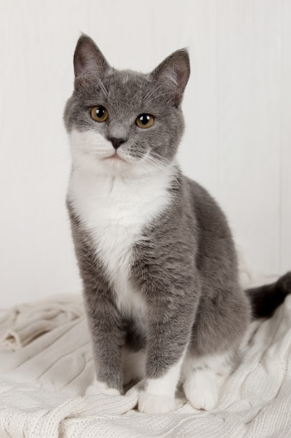 Foto gracioso gatito gris sobre una tela escocesa de punto blanco. muy bien se juega y descansa.