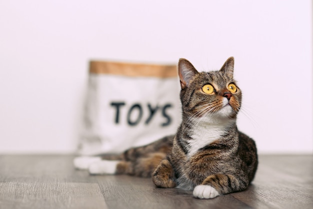 Gracioso gato atigrado con grandes ojos amarillos sentado en el suelo cerca de un paquete de papel artesanal con los juguetes de inscripción.