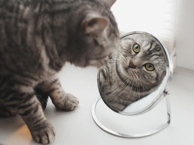 Gracioso gato atigrado mirando su reflejo en el espejo