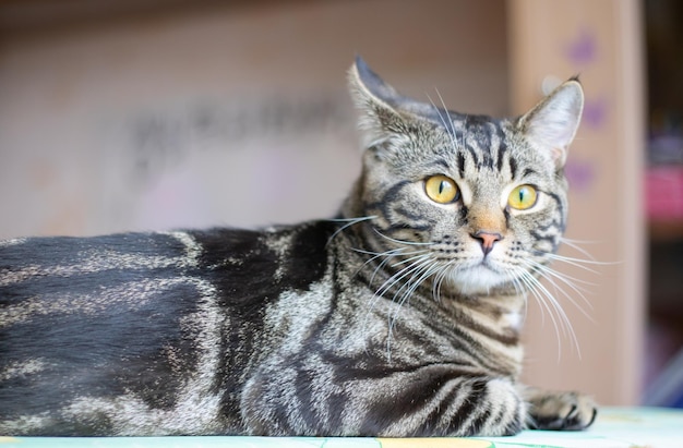 Gracioso gato atigrado con ojos amarillos mira hacia otro lado