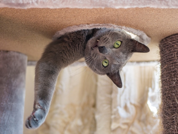 Gracioso gato azul ruso mira por el agujero en la tumbona para gatos