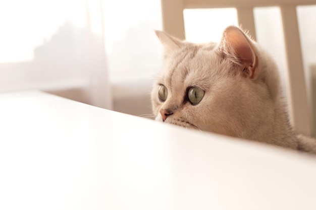 Gracioso, un gato británico blanco se asoma por debajo de una mesa blanca