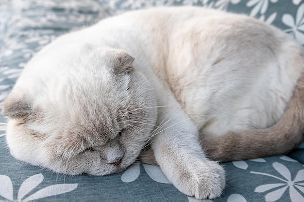 Gracioso gato británico blanco doméstico de pelo corto durmiendo en casa gatito descansando y relájese en bl