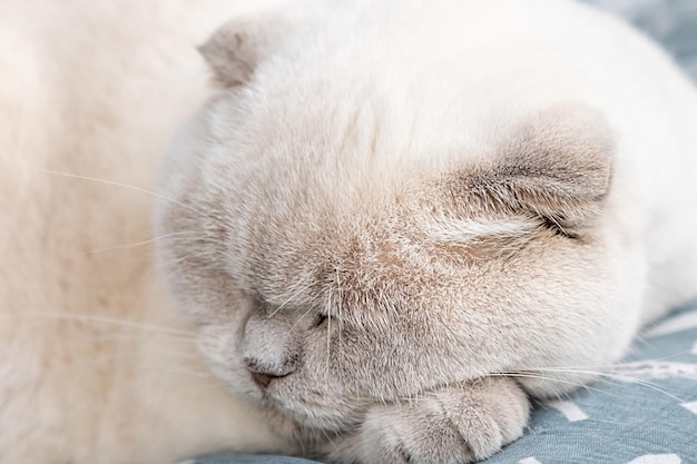 Gracioso gato británico blanco doméstico de pelo corto durmiendo en casa gatito descansando y relájese en bl