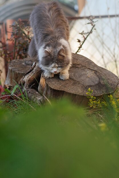 Gracioso gato curioso olfatea flores en un día despejado Gato tratando de oler flores en el jardín