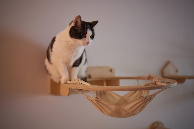 Gracioso gato doméstico trepa por el poste del gato