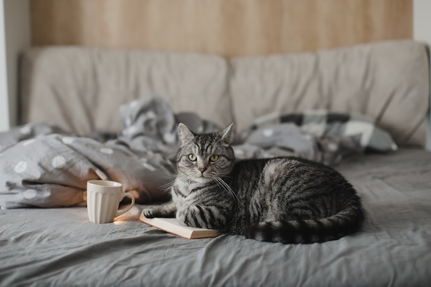 Gracioso gato escocés recto acostado en una cama con un libro acogedor ambiente hogareño