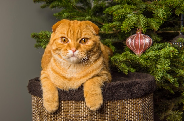 Gracioso gato Fold escocés rojo en la casa del gato