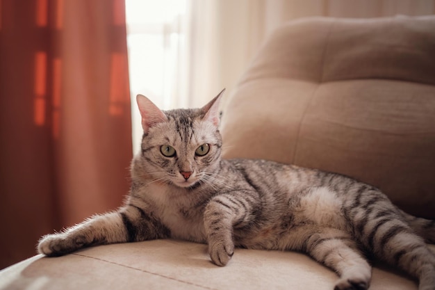 Un gracioso gato gris descansa en el sofá en un día soleado