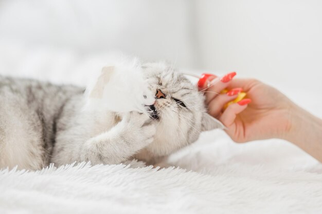 Foto un gracioso gato gris está jugando con un ratón de juguete. un gatito escocés juega con juguetes.