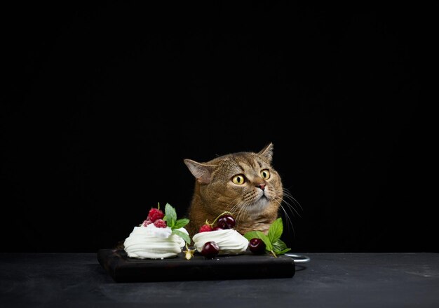 Un gracioso gato gris se sienta en una mesa negra con un postre Pavlova