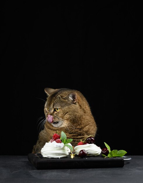 Un gracioso gato gris se sienta en una mesa negra con un postre Pavlova