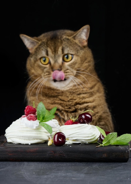 Un gracioso gato gris se sienta en una mesa negra con un postre Pavlova