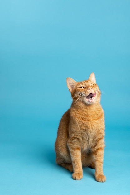 Gracioso gato guiñando un ojo y vistiendo una pajarita aislado sobre fondo blanco Ventas de Navidad