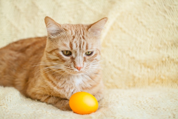 Gracioso gato jengibre gordo con huevos pintados de naranja para pascua