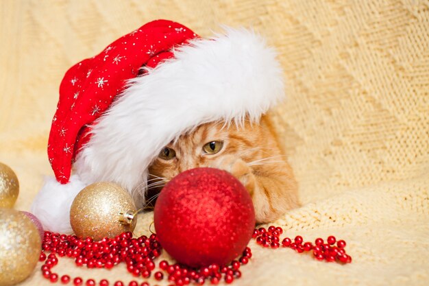 Gracioso gato de jengibre gordo con sombrero de Navidad de Santa Claus se encuentra sobre una manta amarilla rodeada de Año Nuevo