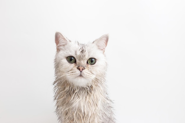 Gracioso gato lindo blanco mojado después de bañarse en fondo blanco