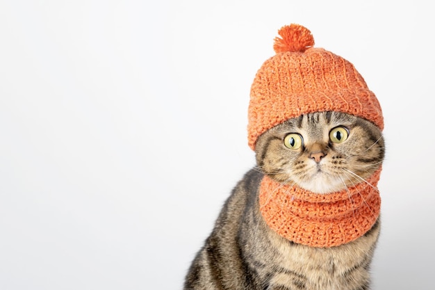 Gracioso gato marrón en un primer plano de gorro de punto. Copie el espacio.