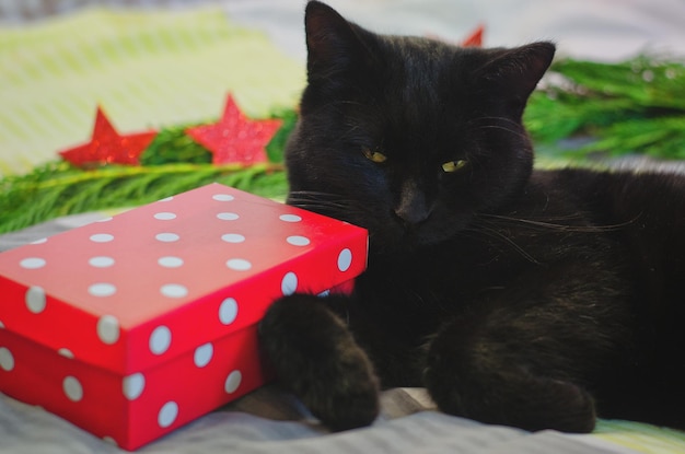 Gracioso gato negro yace en la cama. fondo de adornos navideños. ramas de pinos verdes y juguetes.