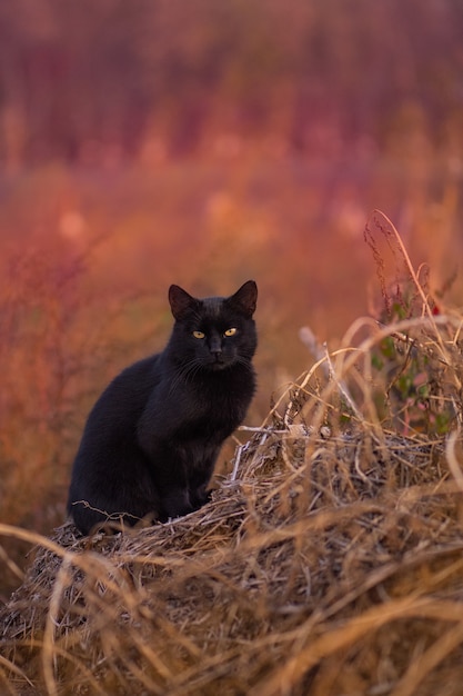 Gracioso gato en otoño en hojas de otoño amarillo naranja rojo