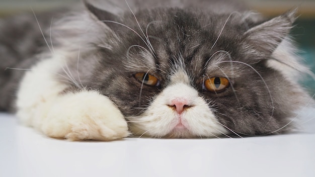 Gracioso gato persa en el piso