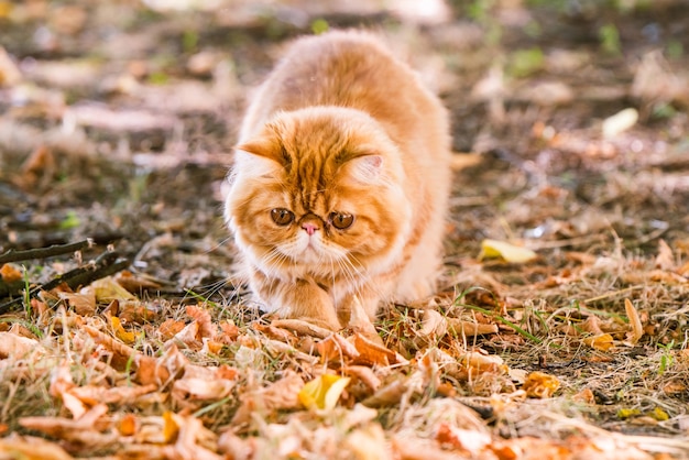 Gracioso gato persa rojo con una correa caminando en el patio.