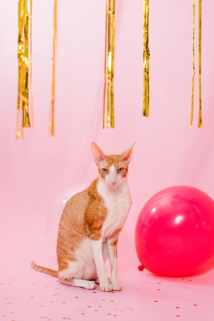 Gracioso gato de pura raza Cornish Rex para un cumpleaños con globos y un regalo en un fondo rosa