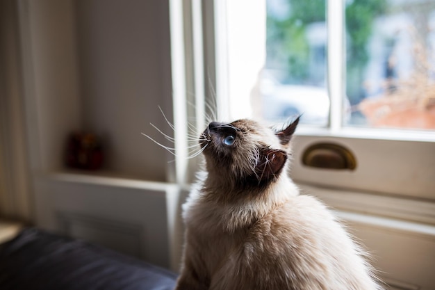 Gracioso gato de raza birmana curiosamente mirando hacia arriba