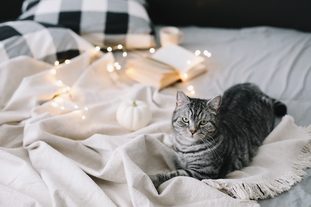 Gracioso gato recto escocés acostado en la manta en la cama en casa