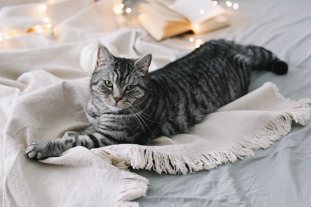 Gracioso gato recto escocés acostado en la manta en la cama en casa