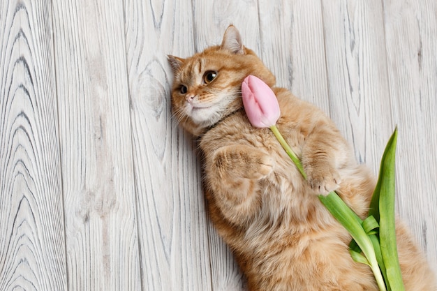 Gracioso gato rojo mantenga flor rosa tulipán en pata con espacio de copia de texto sobre fondo de madera