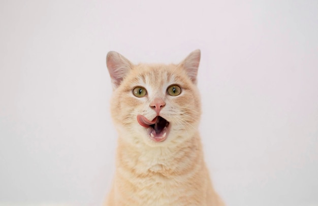 Gracioso gato rojo de pelo largo con hermosos ojos marrones lamiéndose los labios en anticipación de delicioso resaltado en fondo blanco Lugar para texto