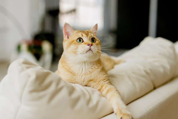 Gracioso gato Scottish Fold con hermosos ojos grandes