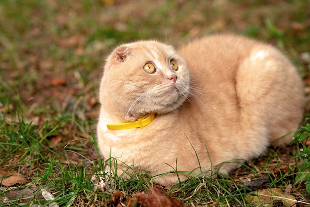 Gracioso gato Scottish fold de pelo corto amarillo sobre la hierba