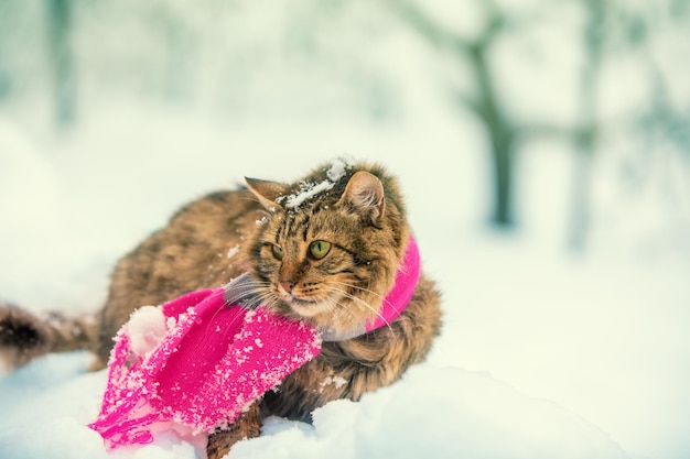 Gracioso gato siberiano en una bufanda camina al aire libre en invierno