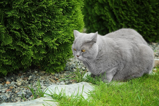 Gracioso gato con sobrepeso al aire libre
