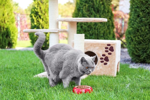 Foto gracioso gato con sobrepeso comiendo en el jardín