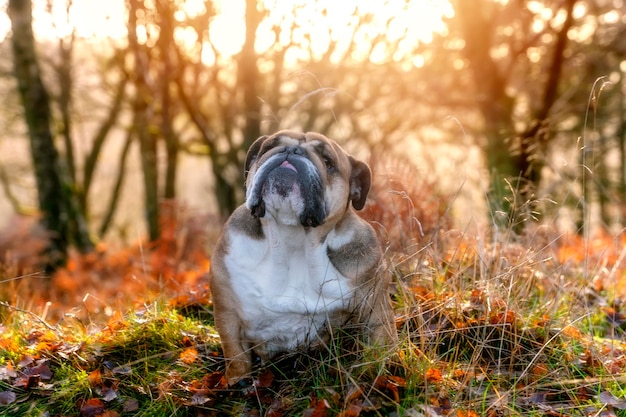 Gracioso hermoso clásico Red English British Bulldog Perro a dar un paseo mirando hacia arriba sentado