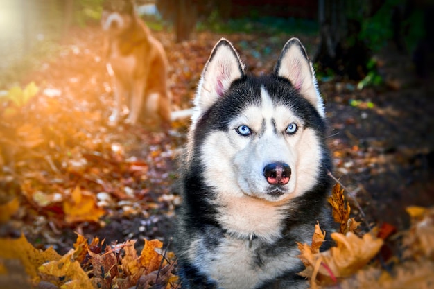 Gracioso Husky siberiano tirado en las hojas amarillas. Hojas amarillas de otoño. Perro en el fondo de la naturaleza.