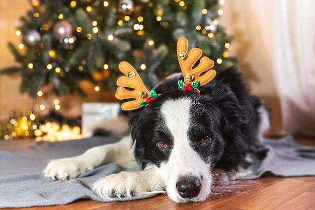 Gracioso lindo cachorro border collie con traje de Navidad sombrero de cuernos de ciervo acostado cerca del árbol de Navidad en casa interior fondo Preparación para vacaciones Feliz Feliz Navidad concepto