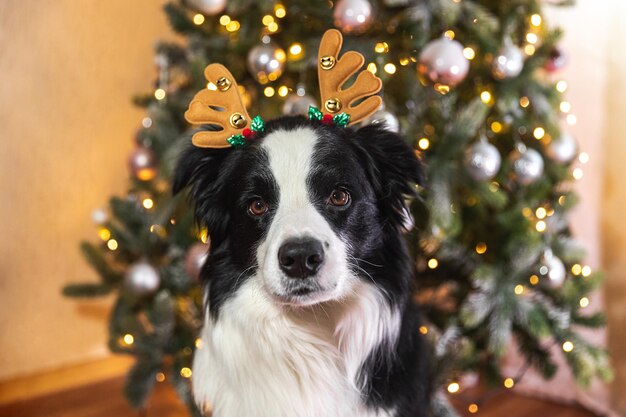 Gracioso lindo cachorro border collie vistiendo traje de navidad sombrero de cuernos de ciervo cerca del árbol de navidad en h