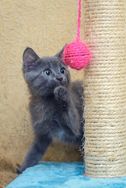 Gracioso lindo gatito gris jugando con bola rosa