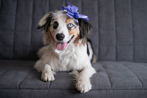 Gracioso lindo pastor australiano blue merle dog ribbon bow en la cabeza